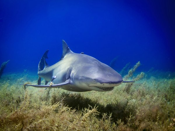 Quels sont les meilleurs spots pour une plongée avec les requins-marteaux aux Galápagos : saisons et conseils ?